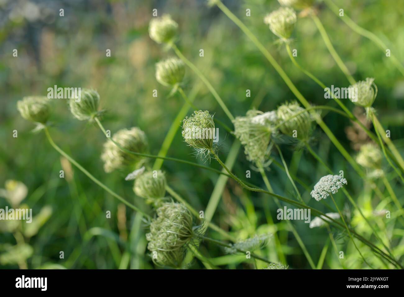 Fruit umbels of wild carrot (Daucus carota). Stock Photo