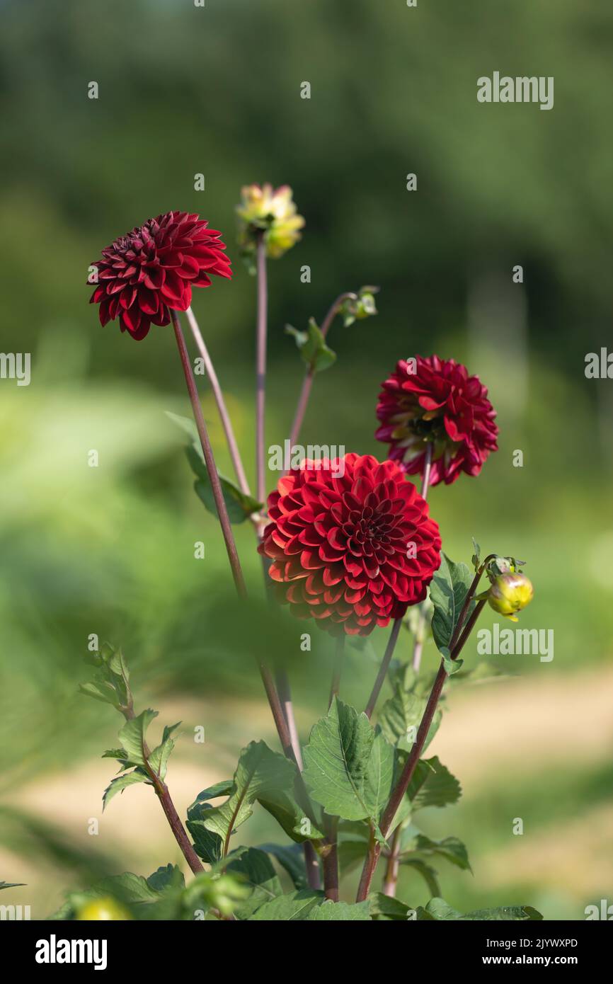 Dark, wine red dahlia flower in a garden. Stock Photo