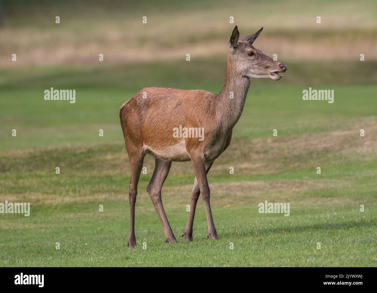 A female Red Deer (Cervus elaphus) enjoying a round of golf and  keeping the greens and fairways mown . Nottingham UK Stock Photo