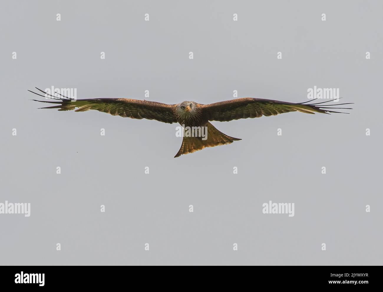 Majestic Red Kite (Milvus milvus) in flight . Soaring in the sky towards the camera  with outstretched  wings. Suffolk, UK Stock Photo