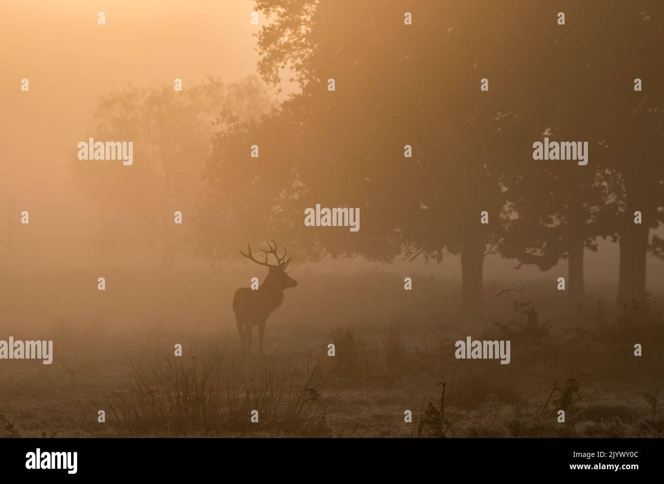 A Red Deer stag on a misty morning  in the woodland at sunrise . Rutting season , Richmond UK Stock Photo