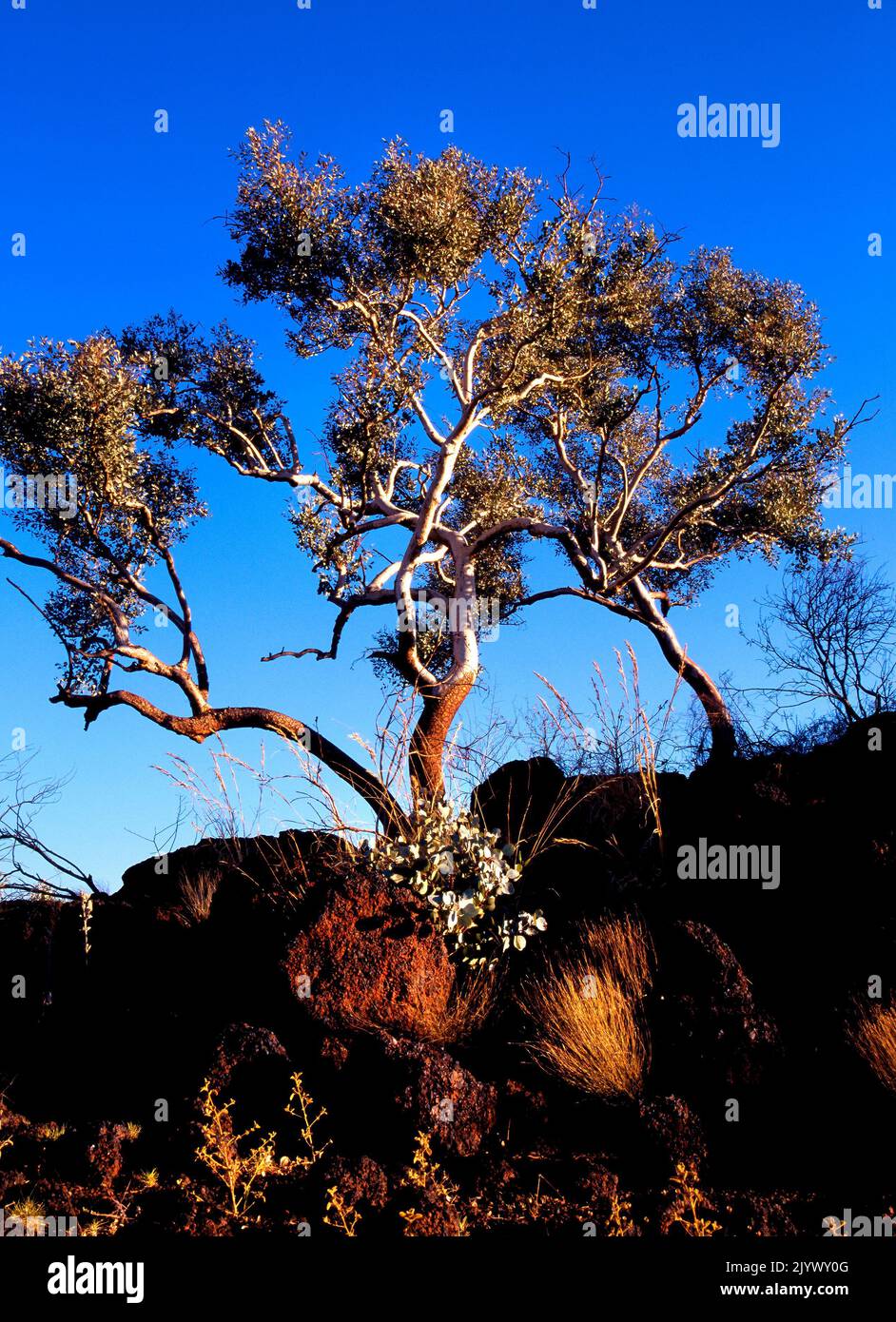 Outback Rocky and Tree Landscape, Pilbara, Northwest Australia Stock Photo