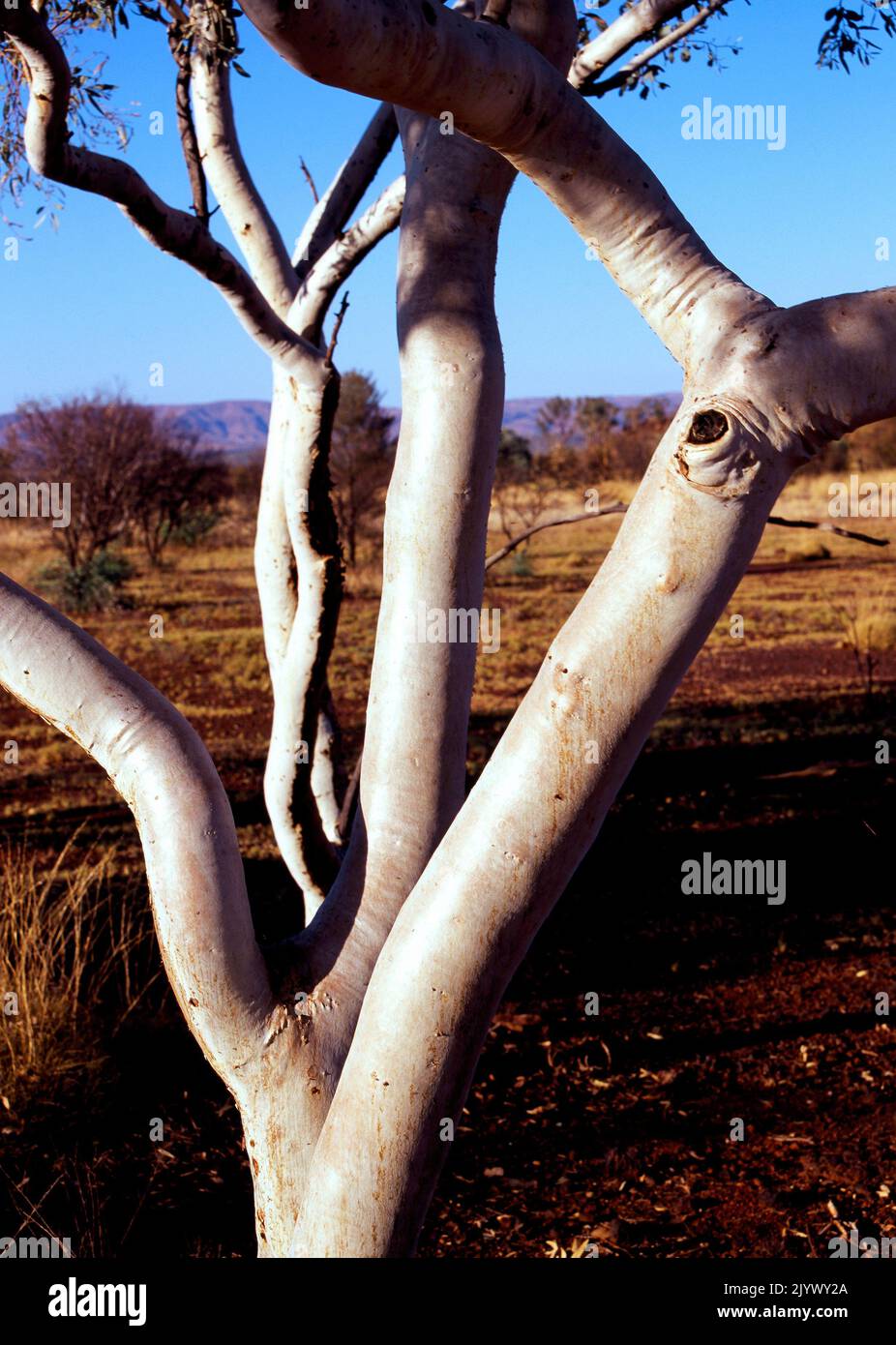 Eucalyptus Ghost Gum Tree, Pilbara, Northwest Australia Stock Photo Alamy