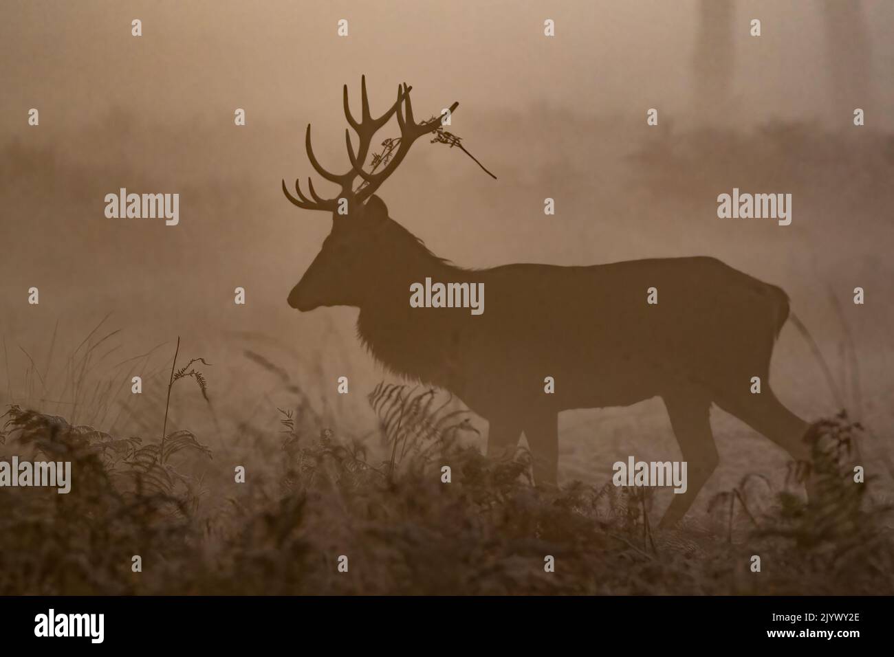 A Red Deer stag on a misty morning  his antlers adorned with a bracken . Rutting season , Richmond UK Stock Photo