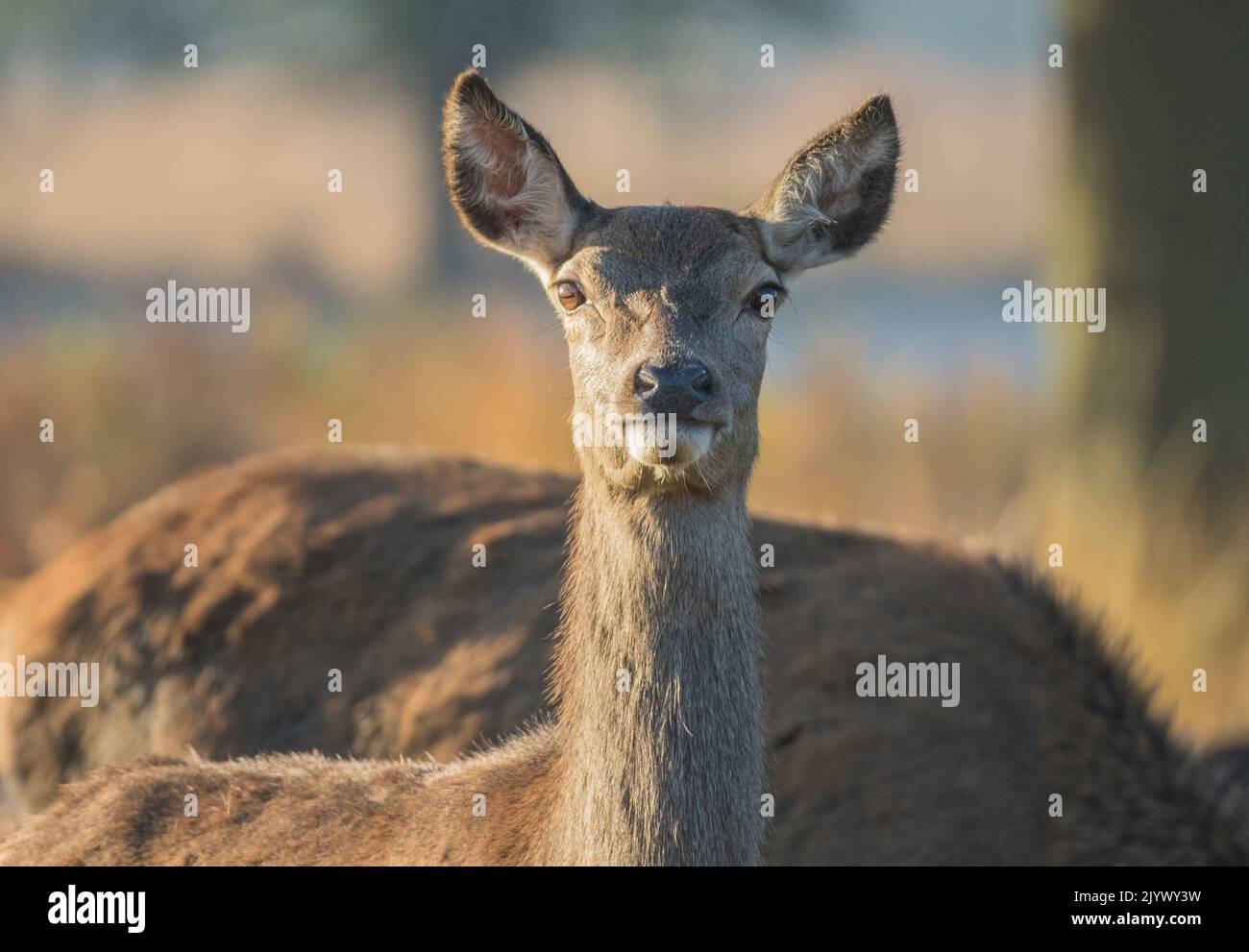 A curious Red Deer hind (Cervus elaphus) , close up and looking straight at the camera. UK Stock Photo