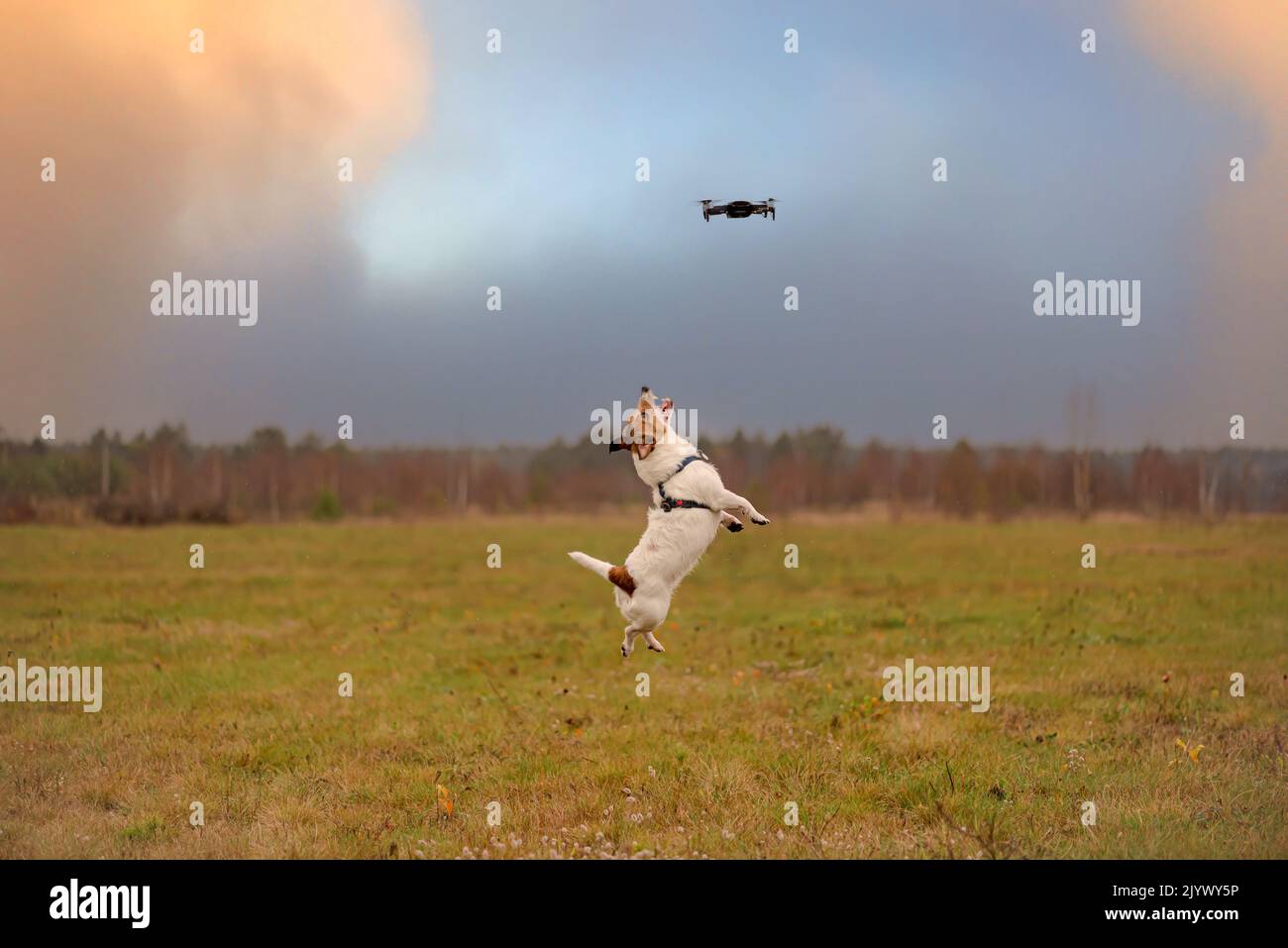 Funny dog chasing drone in field jumping high to catch it Stock Photo