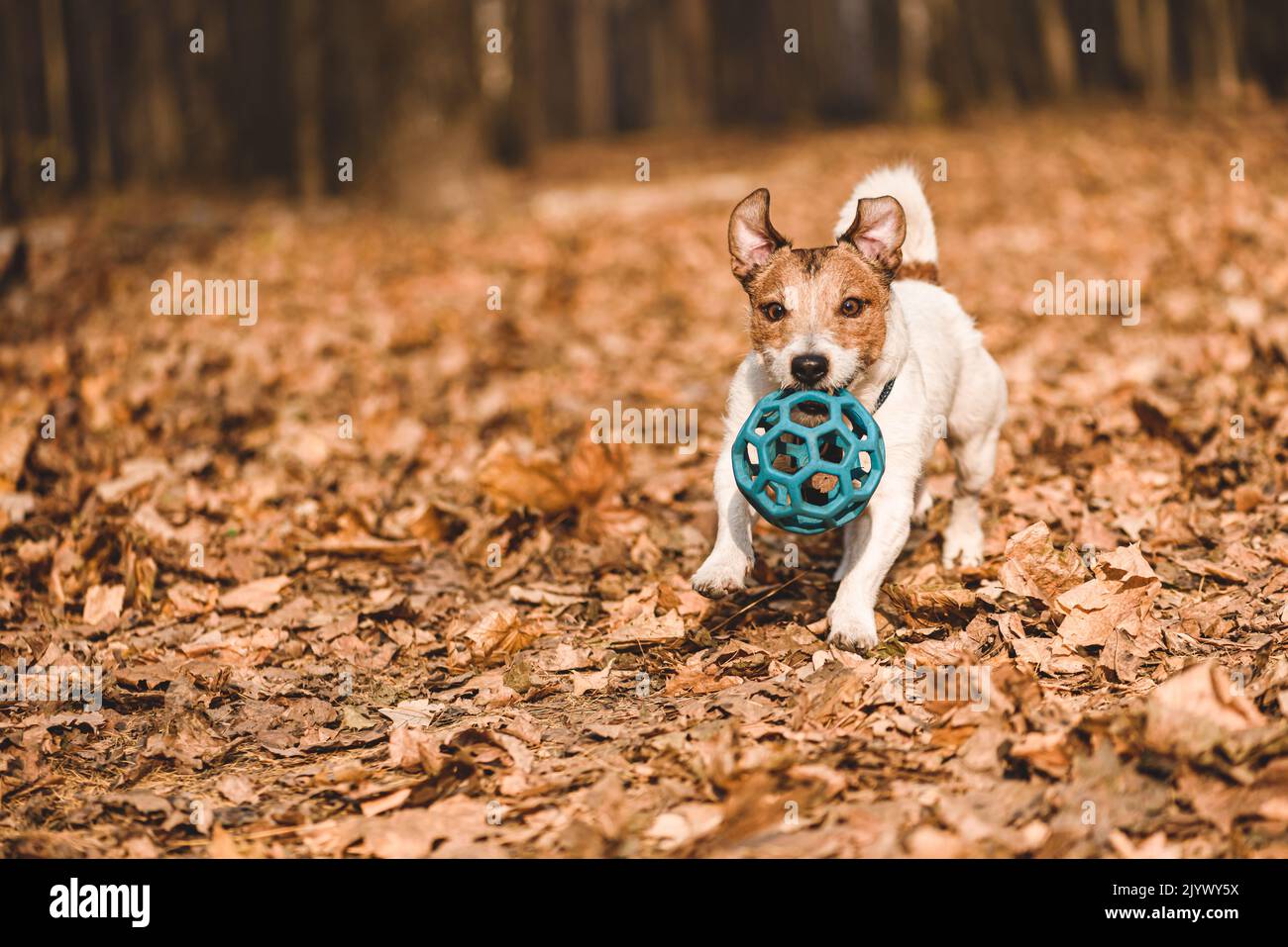 Jack Russell Terrier dog playing with ball in park on sunny November day Stock Photo