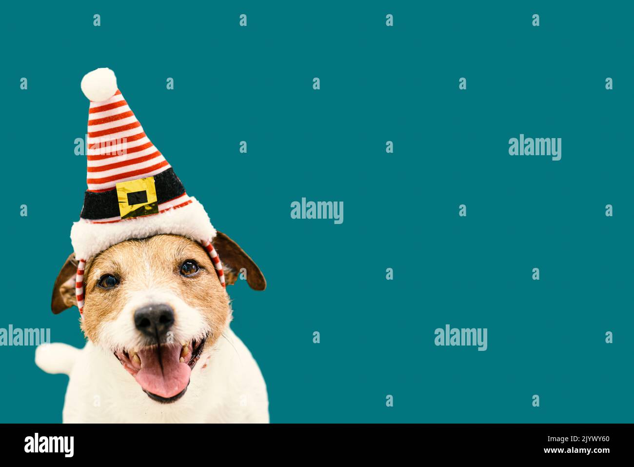 Funny happy dog wearing Elf's hat. Christmas and New Year background Stock Photo