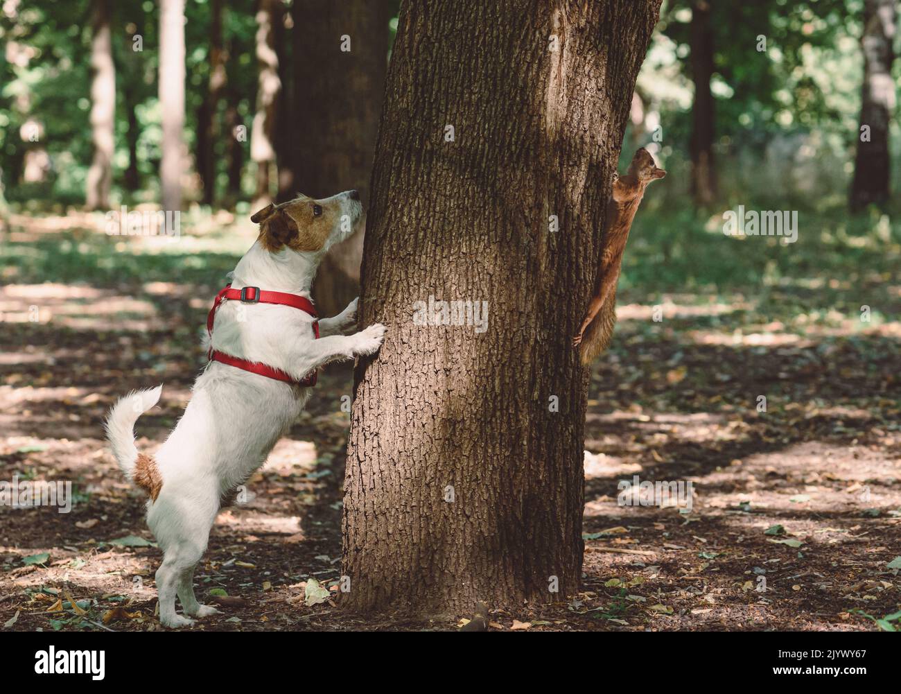 Dog sniffing from wrong side of tree looking for squirrel Stock Photo