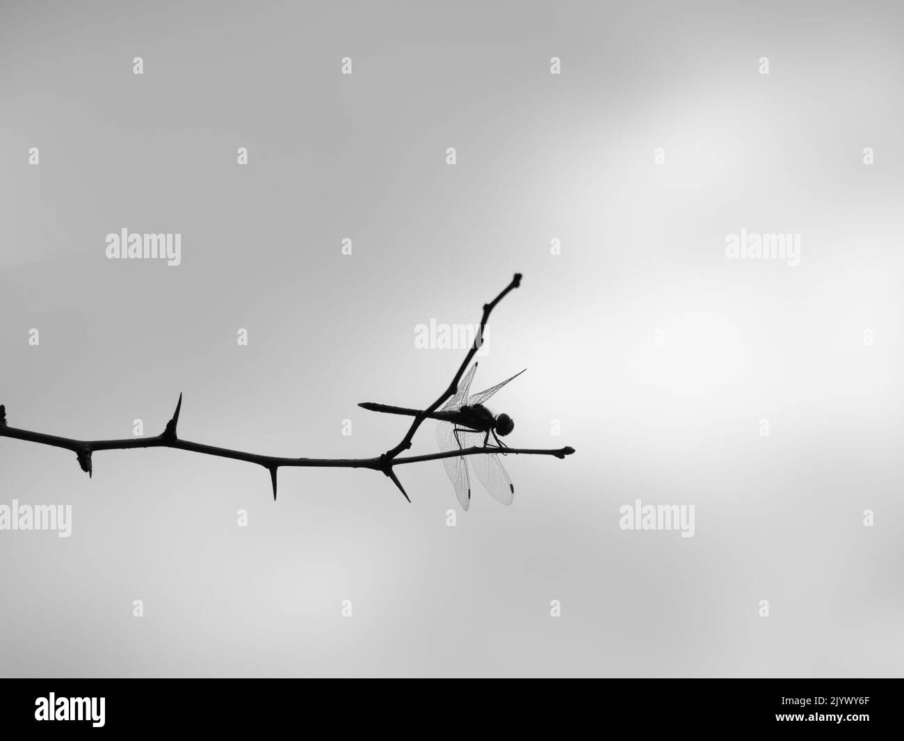 Common darter Sympetrum striolatum dragonfly silhouette. Stock Photo