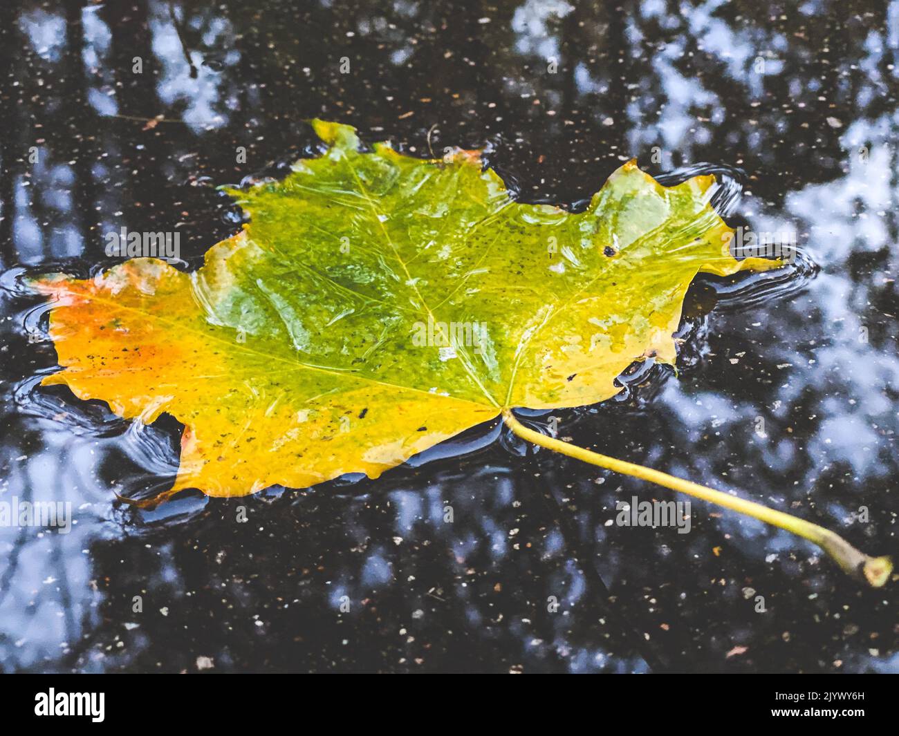 Autumn maple leaf floating on water in puddle. Fall season background Stock Photo