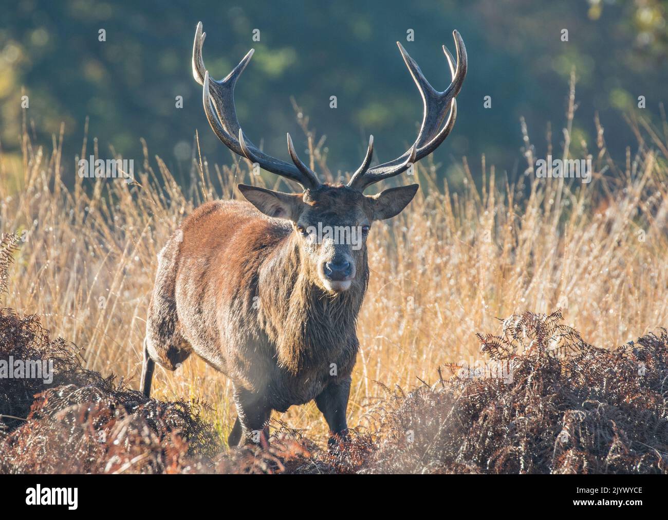 A majestic Red Deer Stag (Cervus elaphus) a 12 pointer with enormous antlers. Looking straight towards the camera during the rut. Richmond UK. Stock Photo