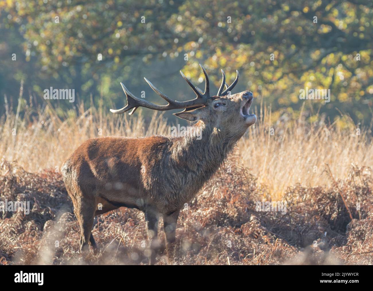 A majestic Red Deer Stag (Cervus elaphus) a 12 pointer with enormous antlers. Roaring during the rutting season. Richmond UK. Stock Photo