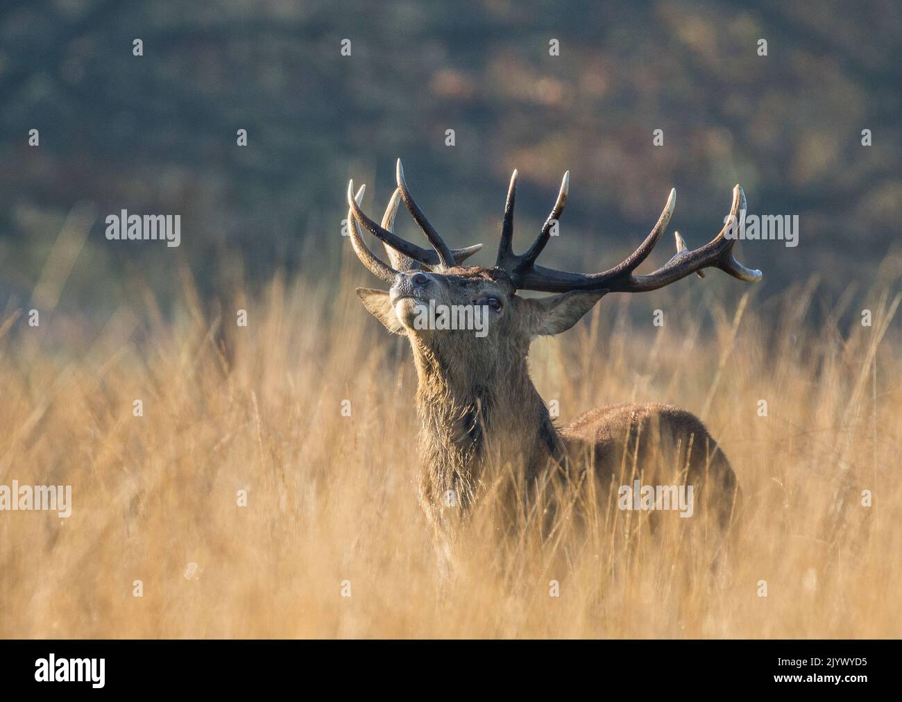 A majestic Red Deer Stag (Cervus elaphus) a 14 pointer with enormous antlers. Showing off during the rutting season. Richmond UK. Stock Photo