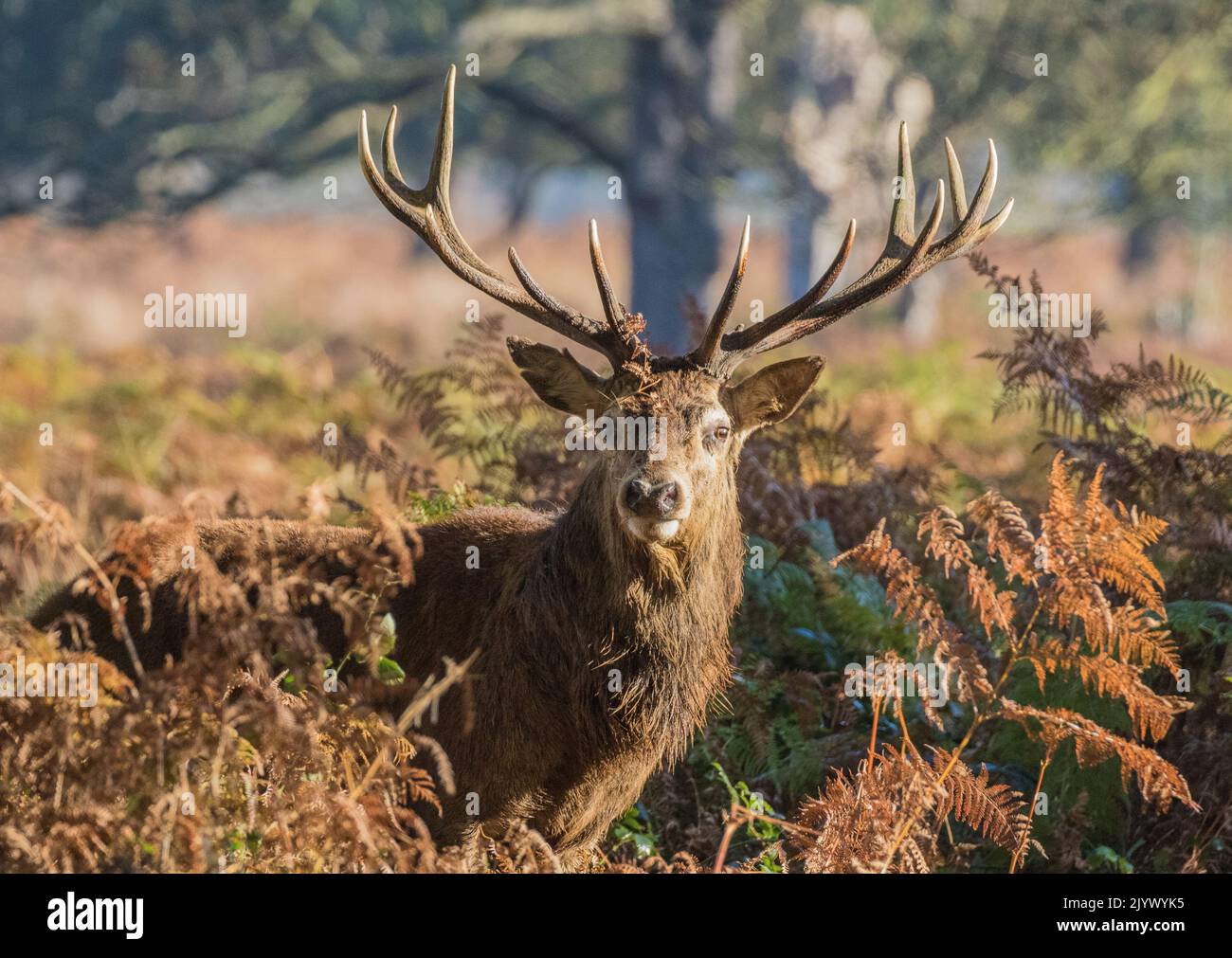A majestic Red Deer Stag (Cervus elaphus) a 14 pointer with enormous antlers. Looking straight towards the camera during the rut. Richmond UK. Stock Photo