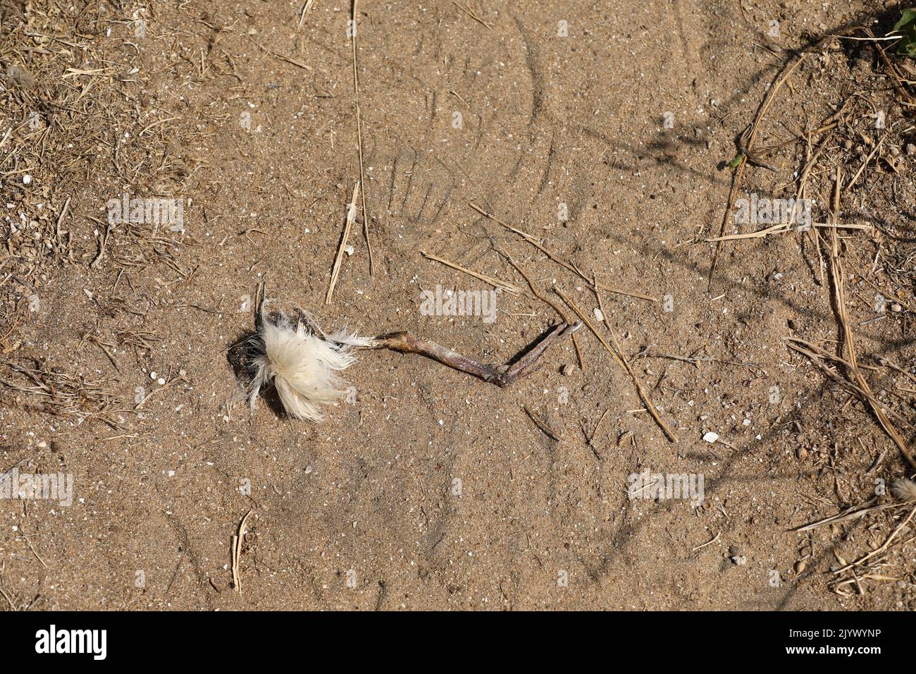 Dead bird on the ground Stock Photo Alamy