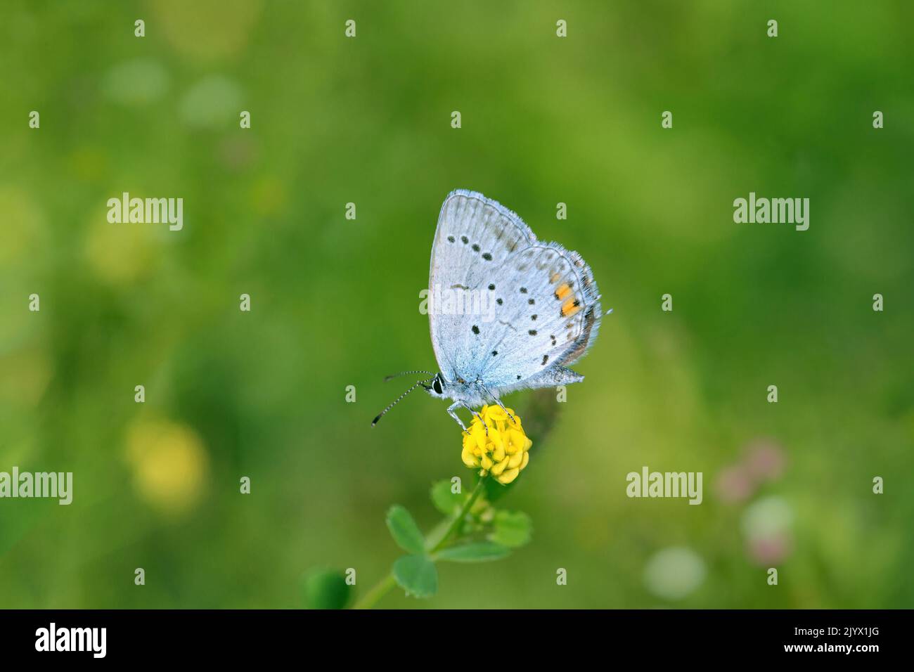 Male short-tailed blue butterfly (Cupido argiades). Stock Photo