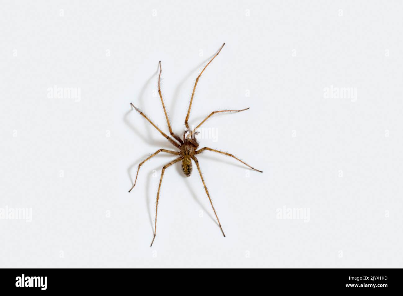 Giant house spider (Eratigena atrica / Tegenaria atrica) climbing white wall in bedroom in autumn Stock Photo