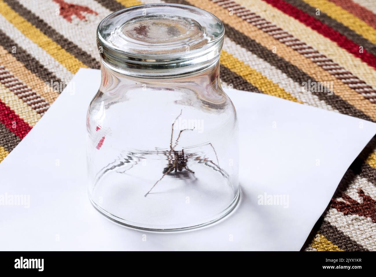 Animal-friendly way to remove giant house spider on carpet in bedroom by trapping in glass and sliding paper underneath before releasing outdoors Stock Photo