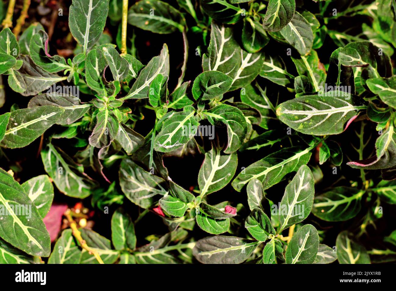 Top view of tropical 'Ruellia Devosiana' plant with narrow leaves with white veins Stock Photo