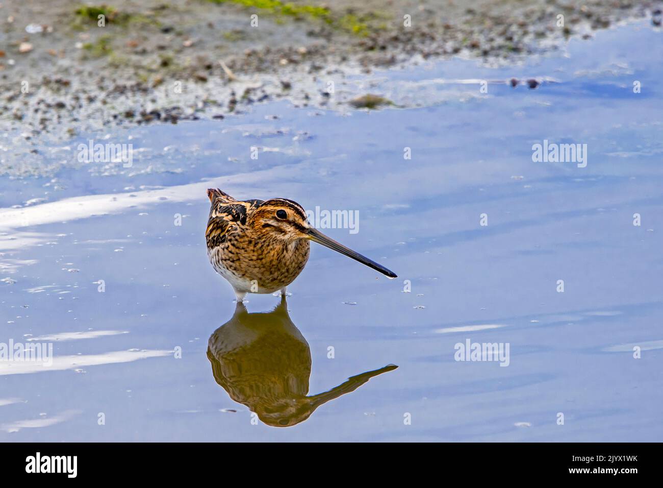 Common snipe (Gallinago gallinago) foraging along lake bank / pond shore in wetland along the North Sea coast in summer Stock Photo