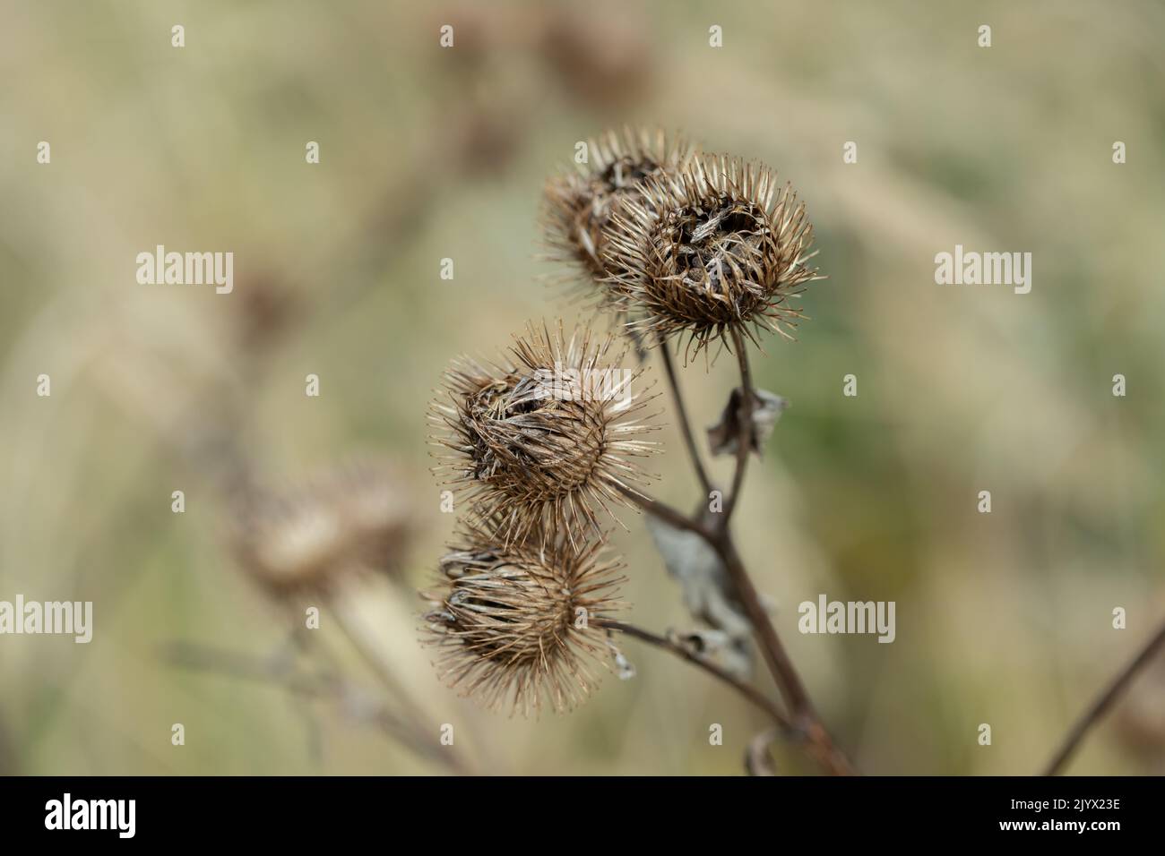 Dry sead heads of burdock (Genus Arcticum). Stock Photo