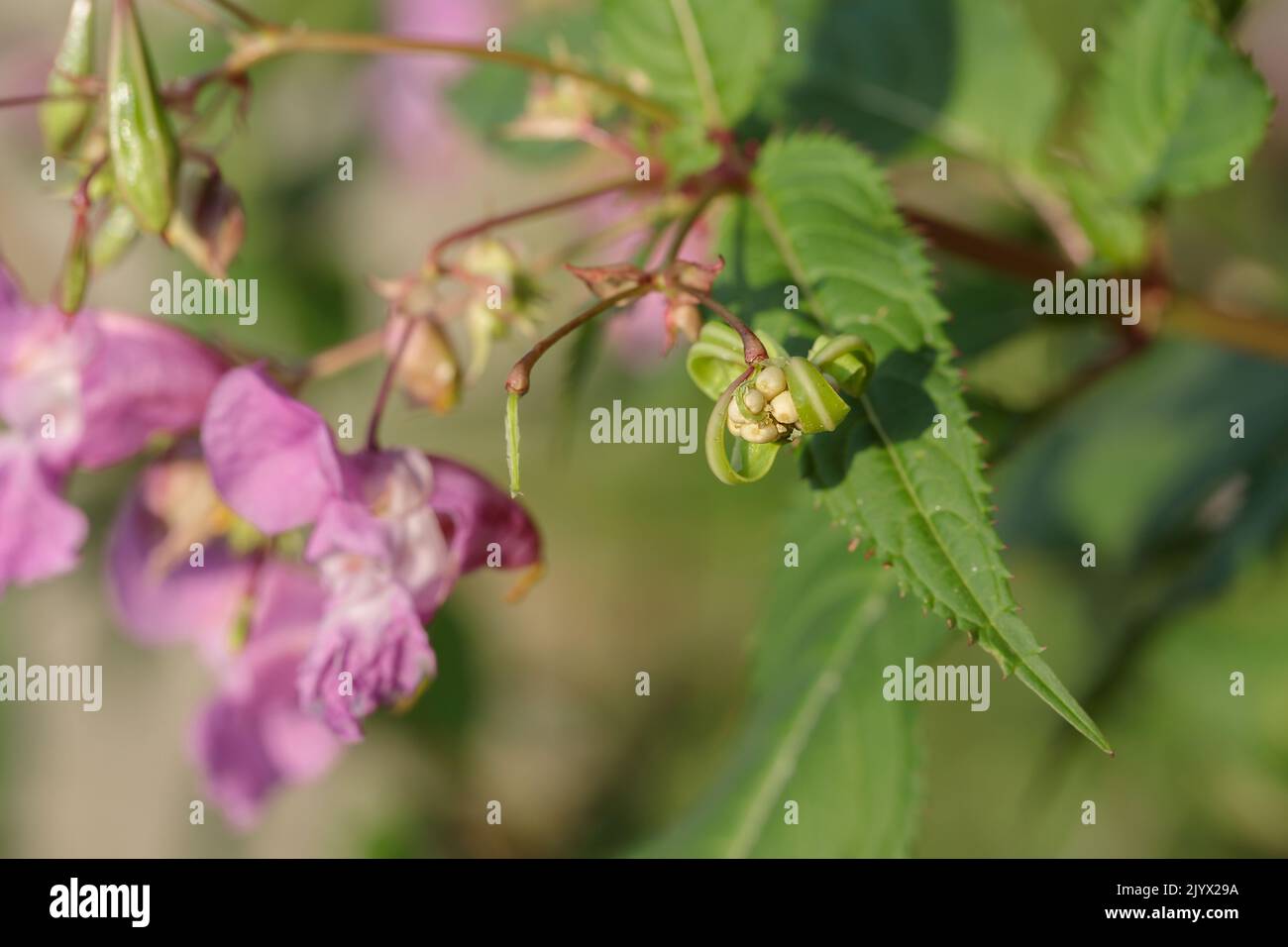 Bursted seed capsule of Himalayan balsam (Impatiens glandulifera). Stock Photo