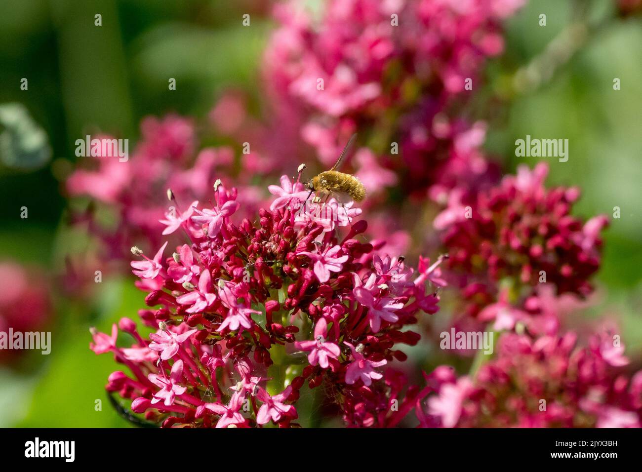A Bee-fly with its long tongue, sits atop a pinkish red Valerian flower ready to pollinate. Stock Photo