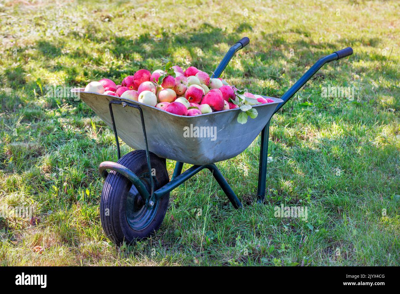 A harvest of ripe juicy apples is loaded into a garden wheelbarrow on a sunny day against a blurred garden plot. Stock Photo