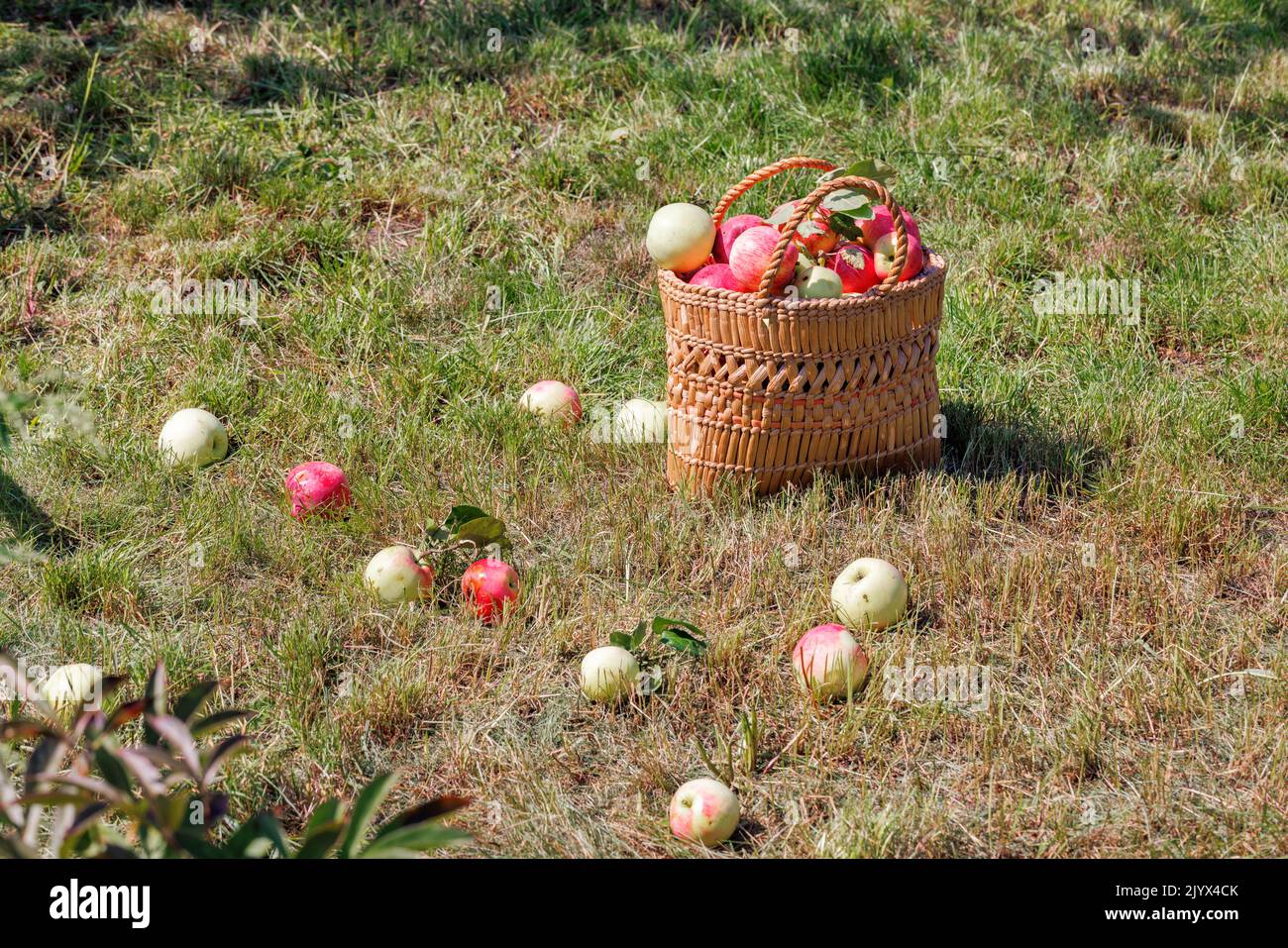 Ripe juicy apples in a straw basket against the background of a mowed green lawn are illuminated by the warm rays of the setting sun. Stock Photo