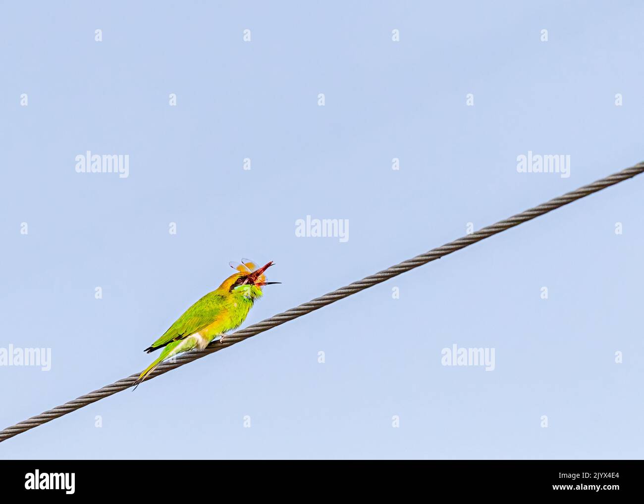 A Bee Eater eating a dragon fly while sitting on wire Stock Photo