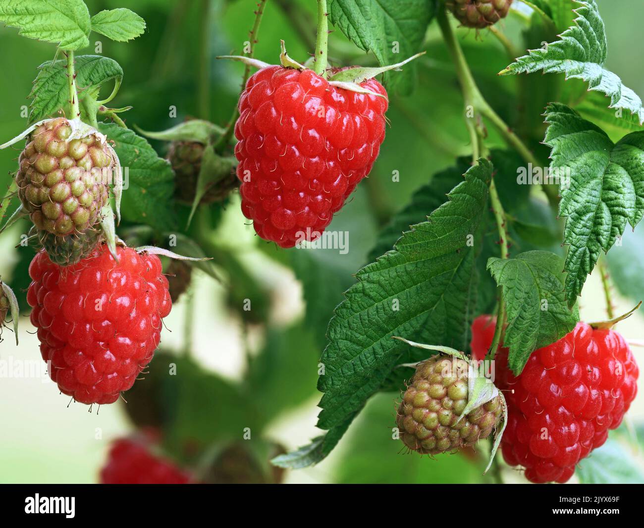 close up of red ripe and unripe raspberries on a raspberry bush in garden Stock Photo