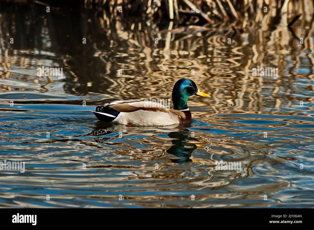 Male mallard duck swimming in the lake, South park, Sofia, Bulgaria Stock Photo
