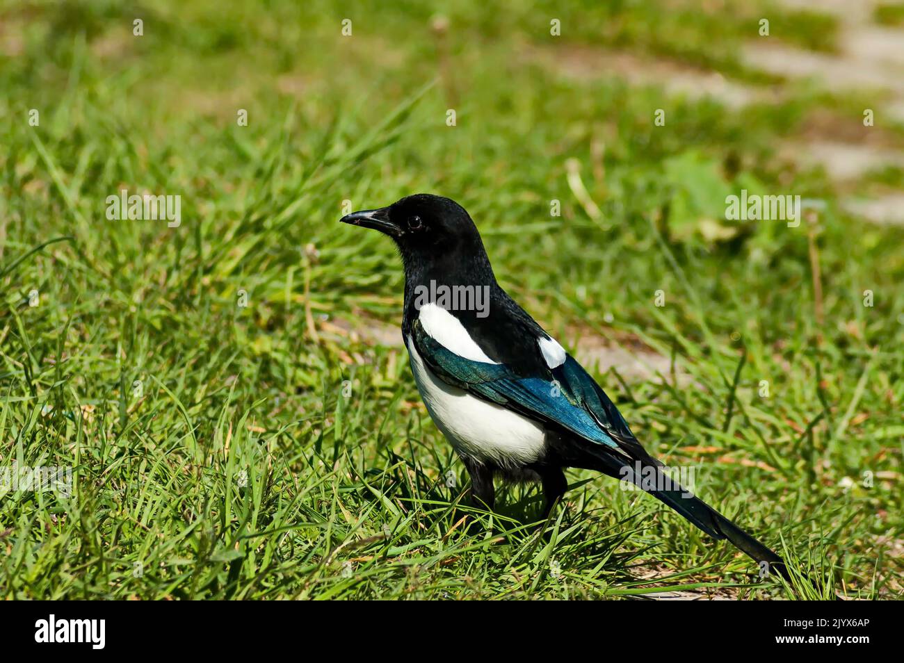 Side view of a common magpie, Pica pica, perched in a meadow, Sofia, Bulgaria Stock Photo