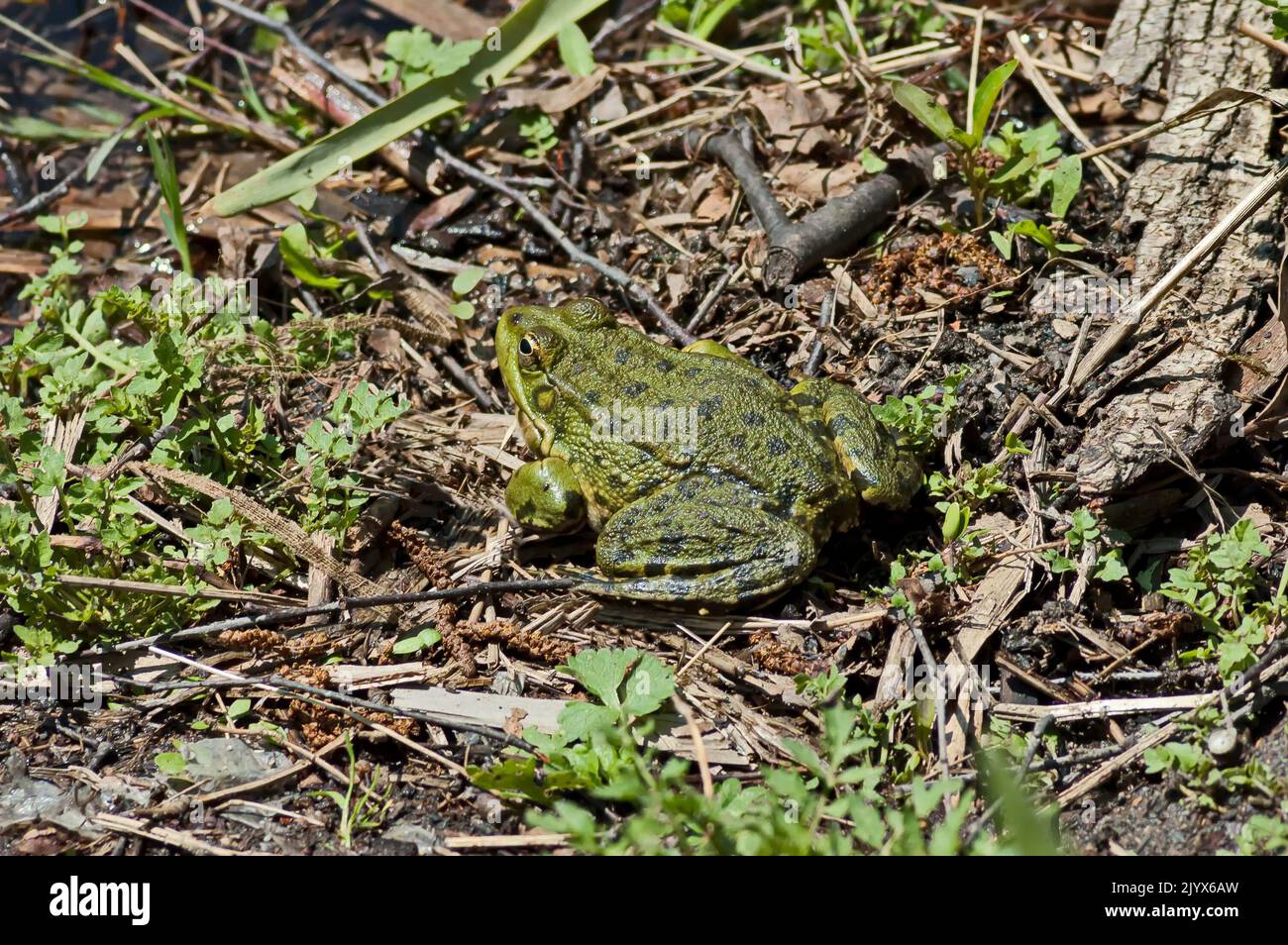A green frog or rana, amphibian, basks in the sun in the park, Sofia, Bulgaria Stock Photo