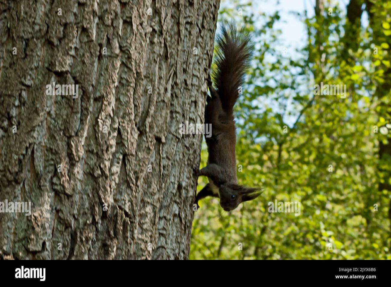 A small gray squirrel is looking for food by going around the trees, Sofia, Bulgaria Stock Photo