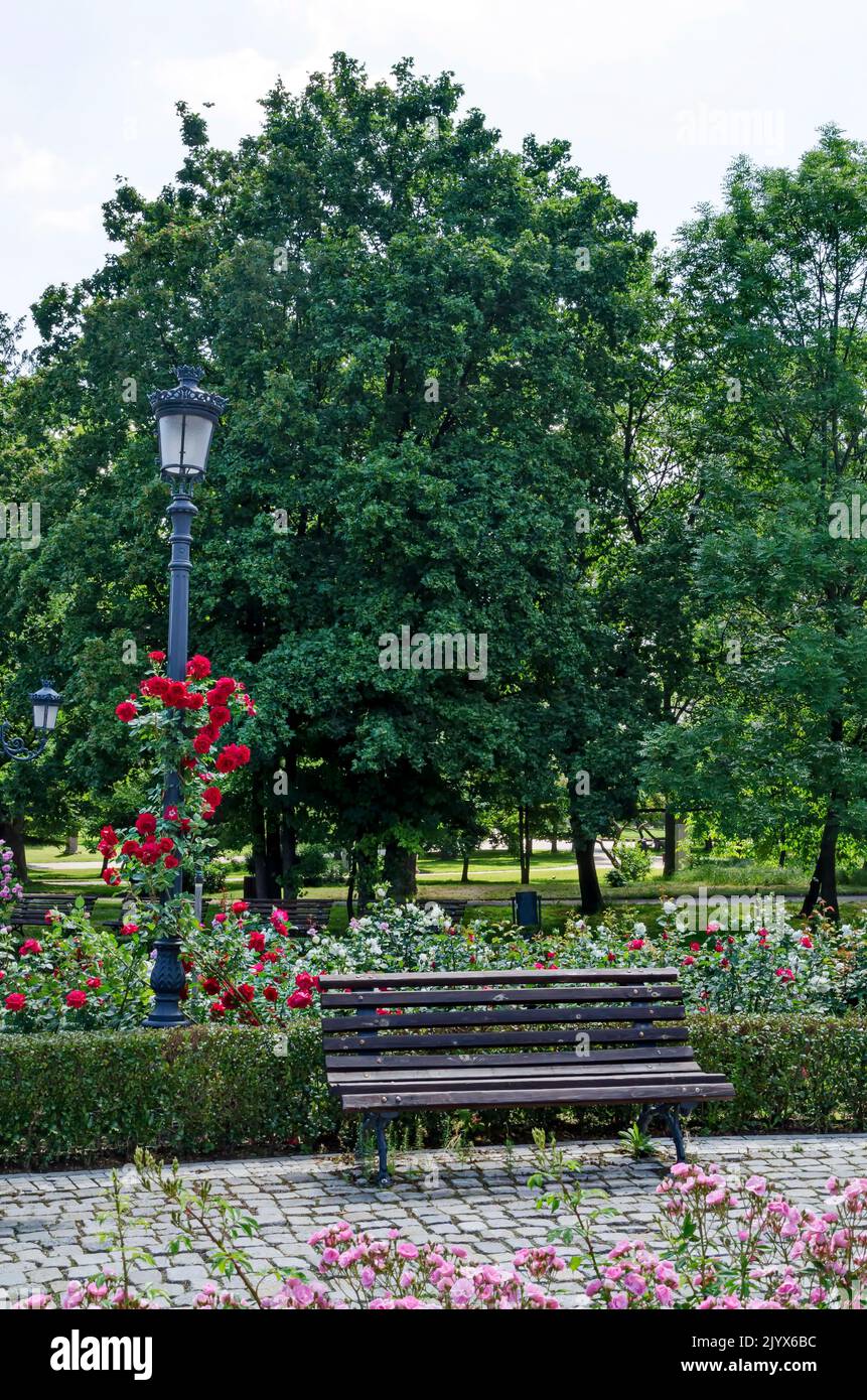 Part of a rose garden with beautiful bushes in bloom and wooden benches for relaxation, Sofia, Bulgaria Stock Photo