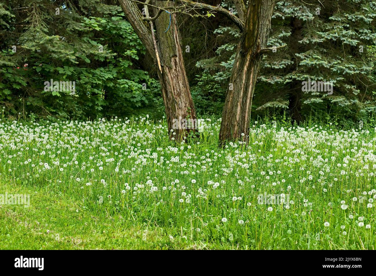 View of a meadow with flowering white dandelions or Tarataxum officinale against a background of forest in South Park, Sofia, Bulgaria Stock Photo