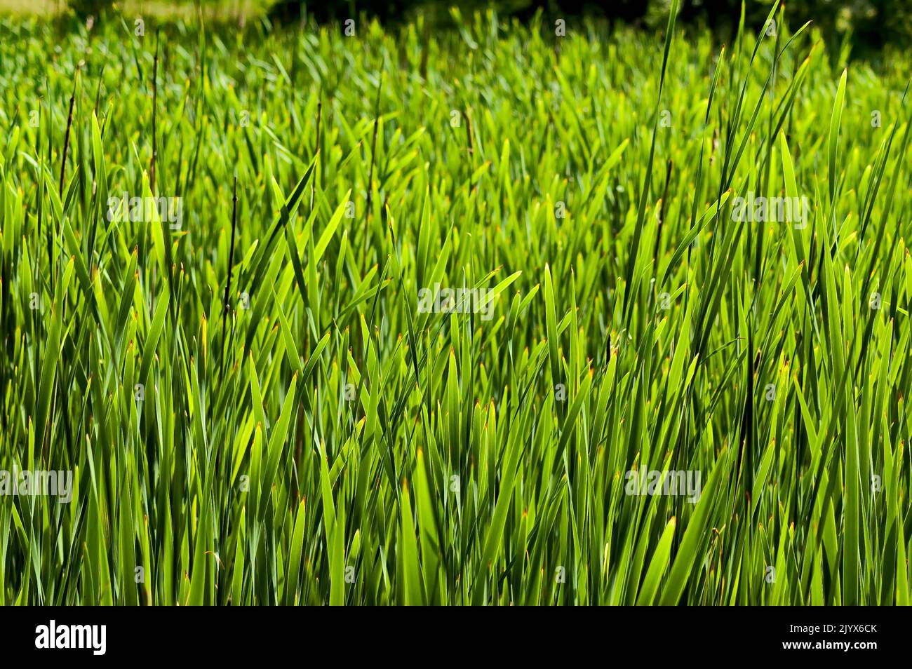 View of a natural green field of wild grass, Sofia, Bulgaria Stock Photo