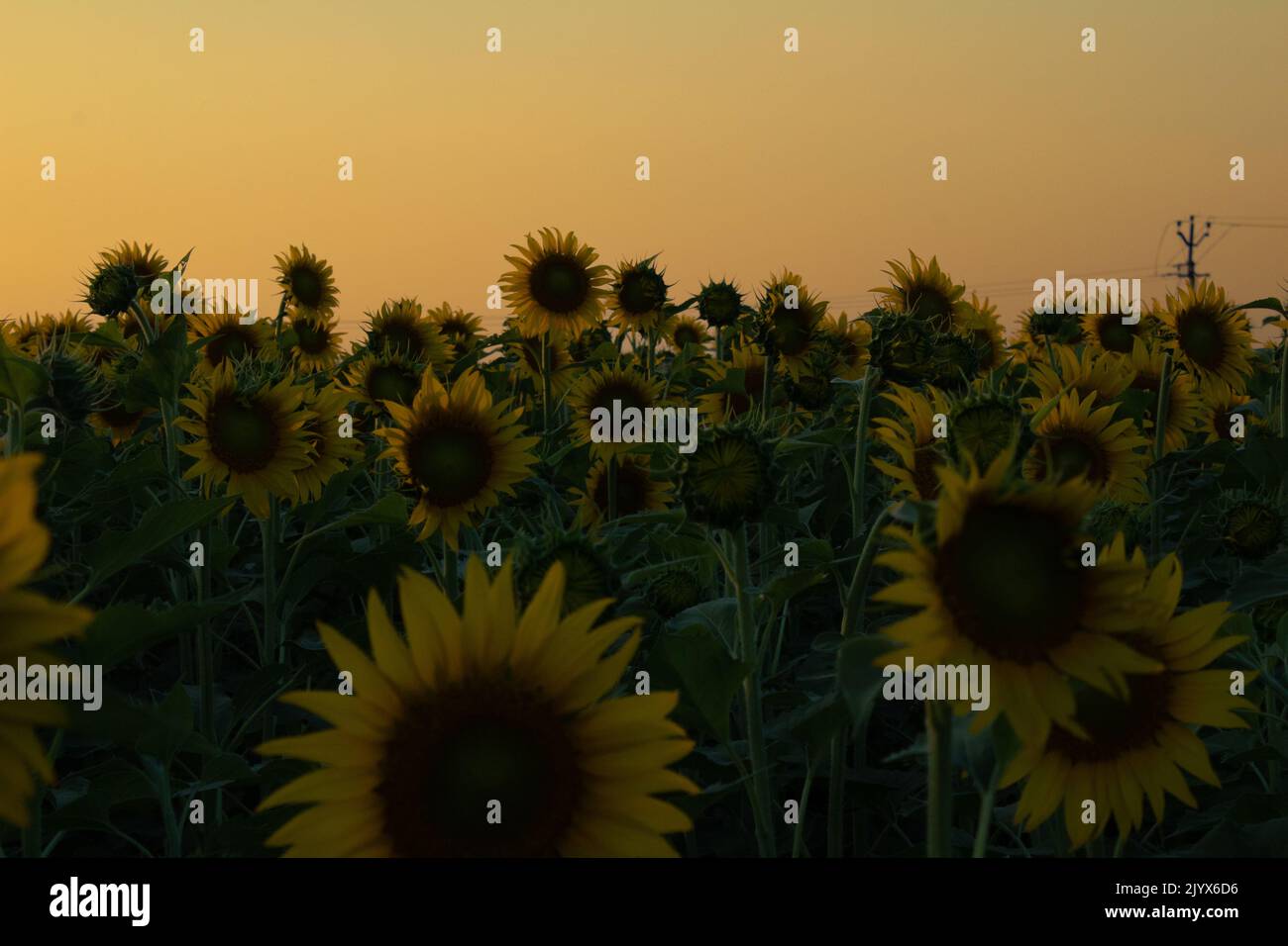 Sunflower garden on the evening sunset timing in Thiruttani Tamilnadu