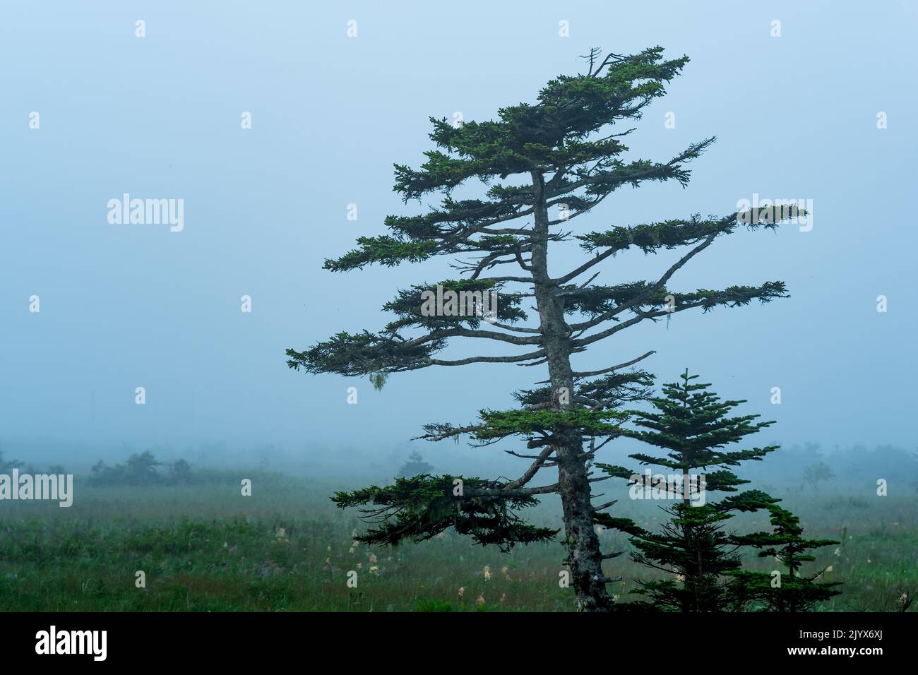 foggy morning landscape with beautifully twisted pines Stock Photo