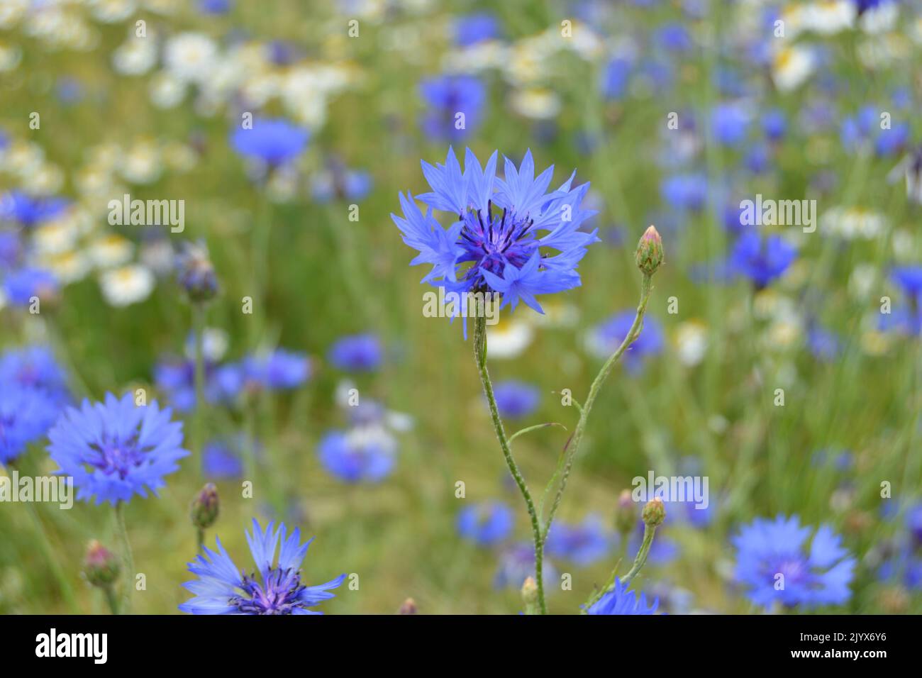 Stokesia mels blue hi-res stock photography and images - Alamy