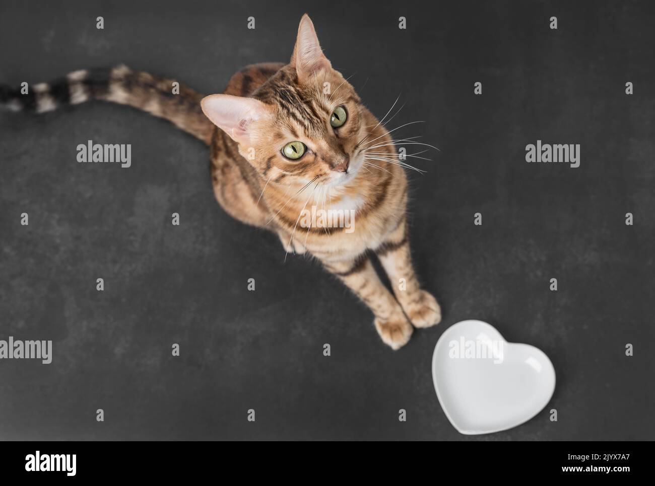 A hungry Bengal cat near an empty bowl asks to be fed Stock Photo Alamy