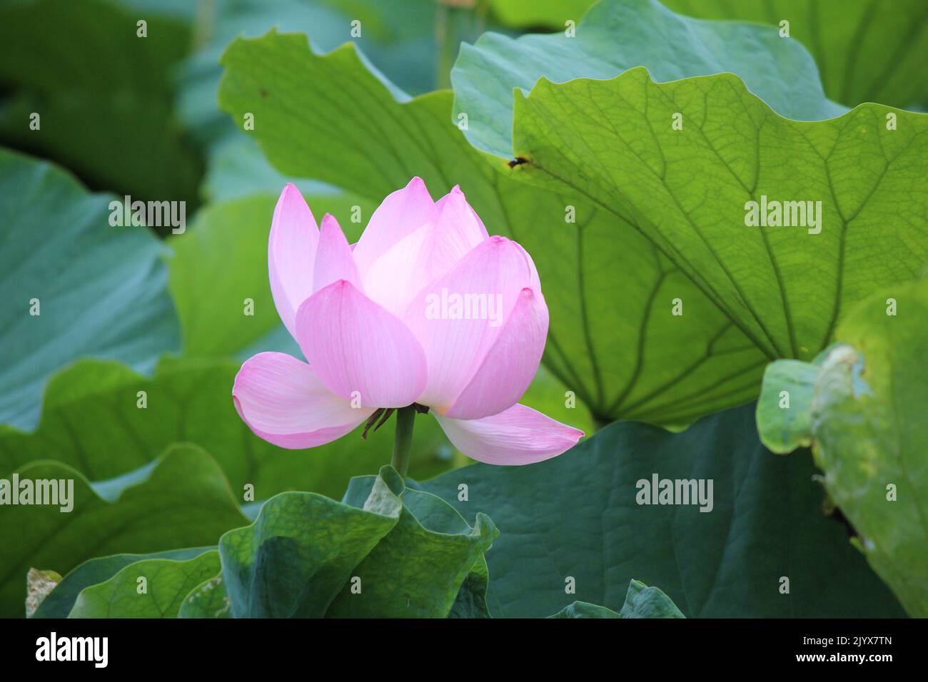 August 2022 Pink Lily Stock Photo