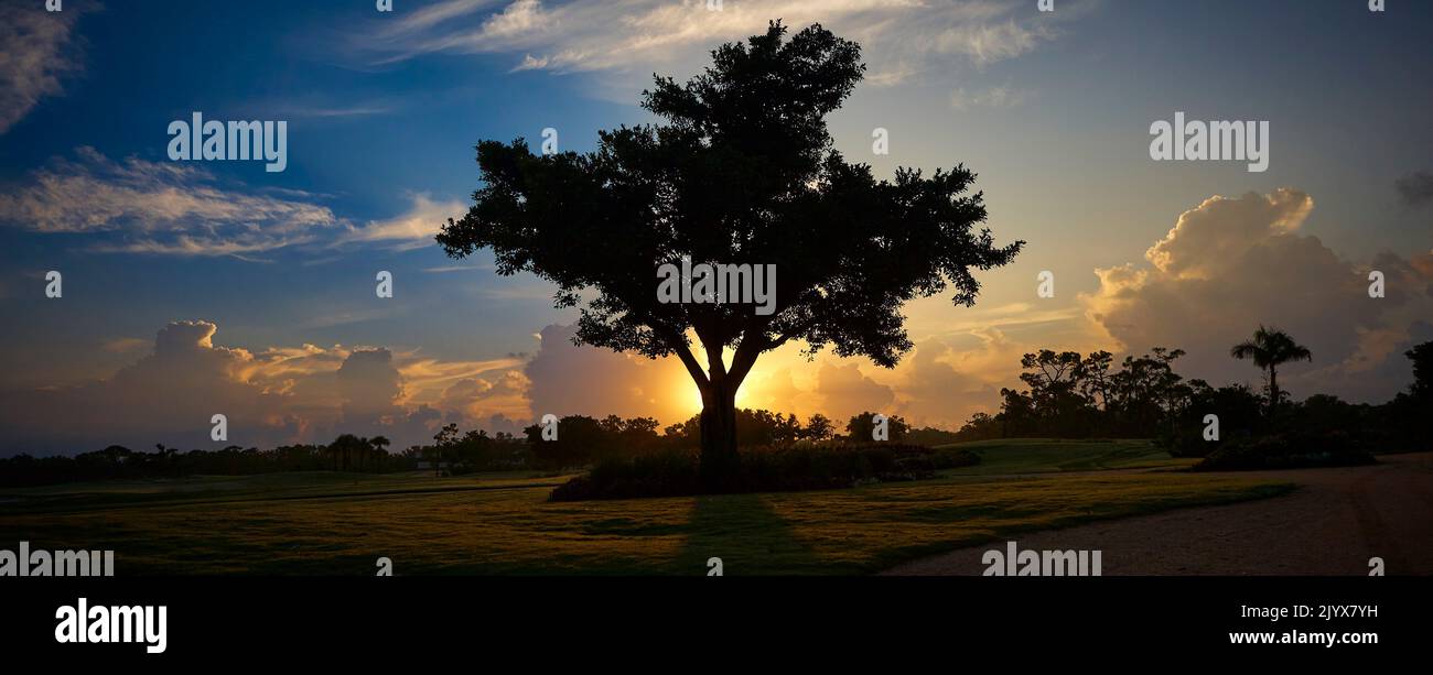 Tree of life, symbol of the beginning of time.  Dramatic silo of tree at sunrise with clouds and a blue sky. Stock Photo