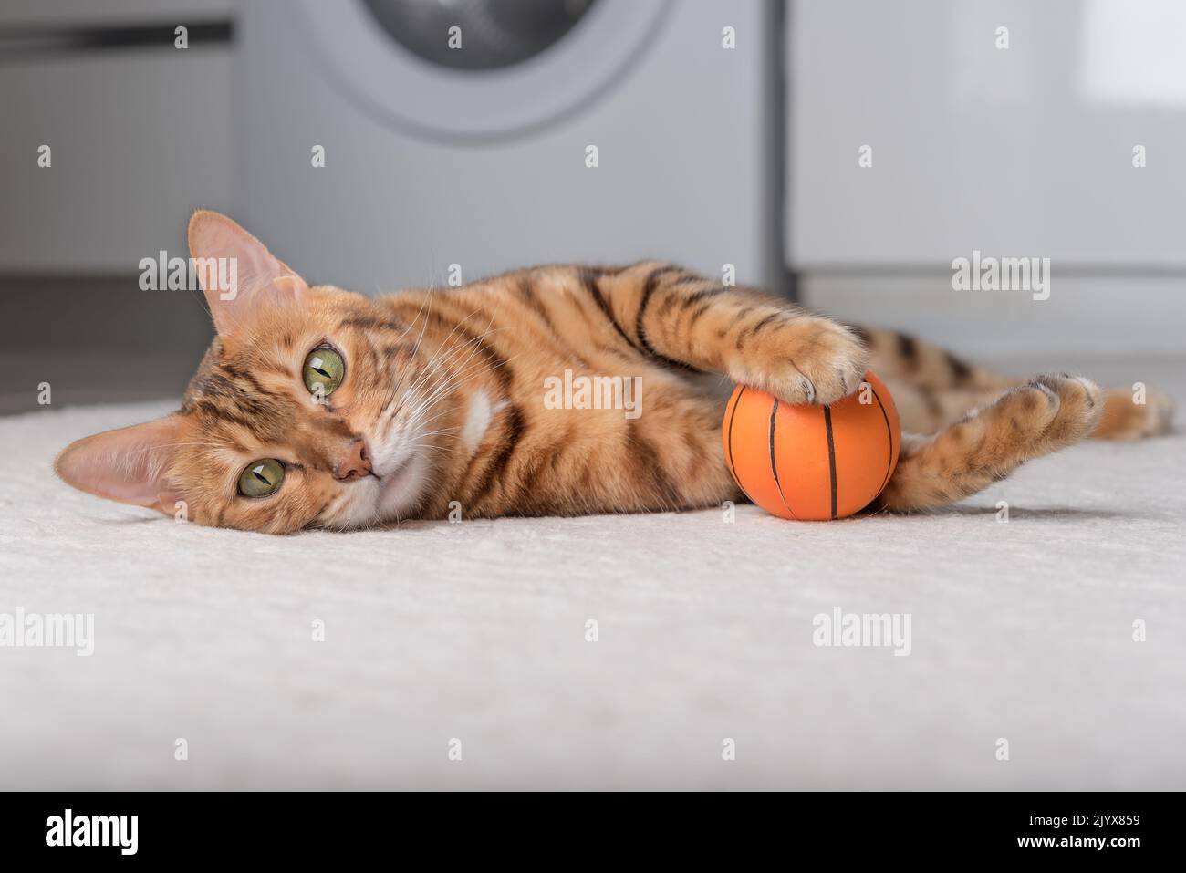 Bengal cat plays with a ball on the floor. Playing cat Stock Photo - Alamy