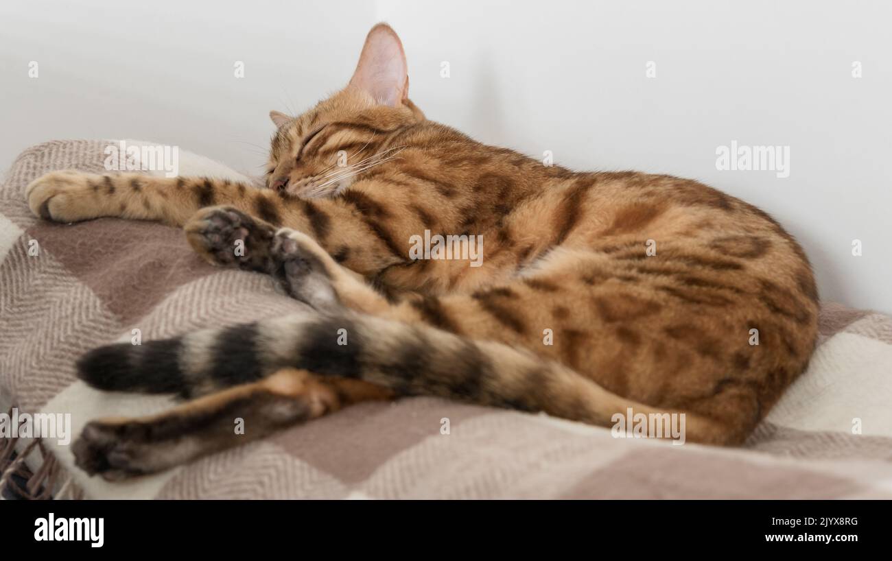 Sleeping bengal cat in a room on a plaid blanket. Pet rest Stock Photo ...
