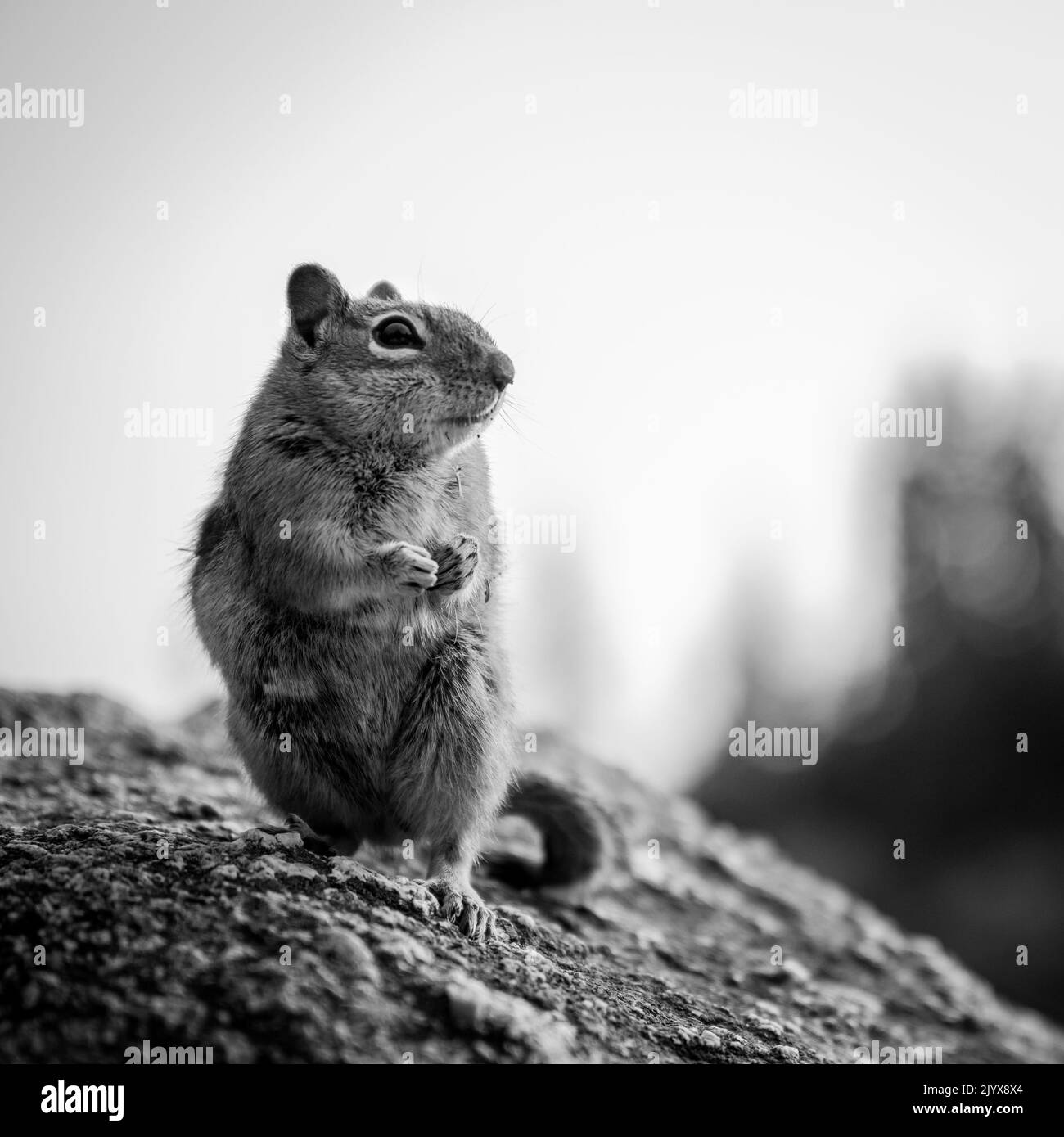 Black And White of Ground Squirrel Begging For Food in Rocky Mountain