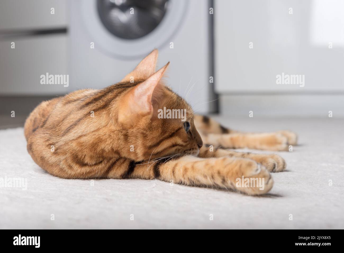 Beautiful domestic cat lies on the carpet in the room. Stock Photo