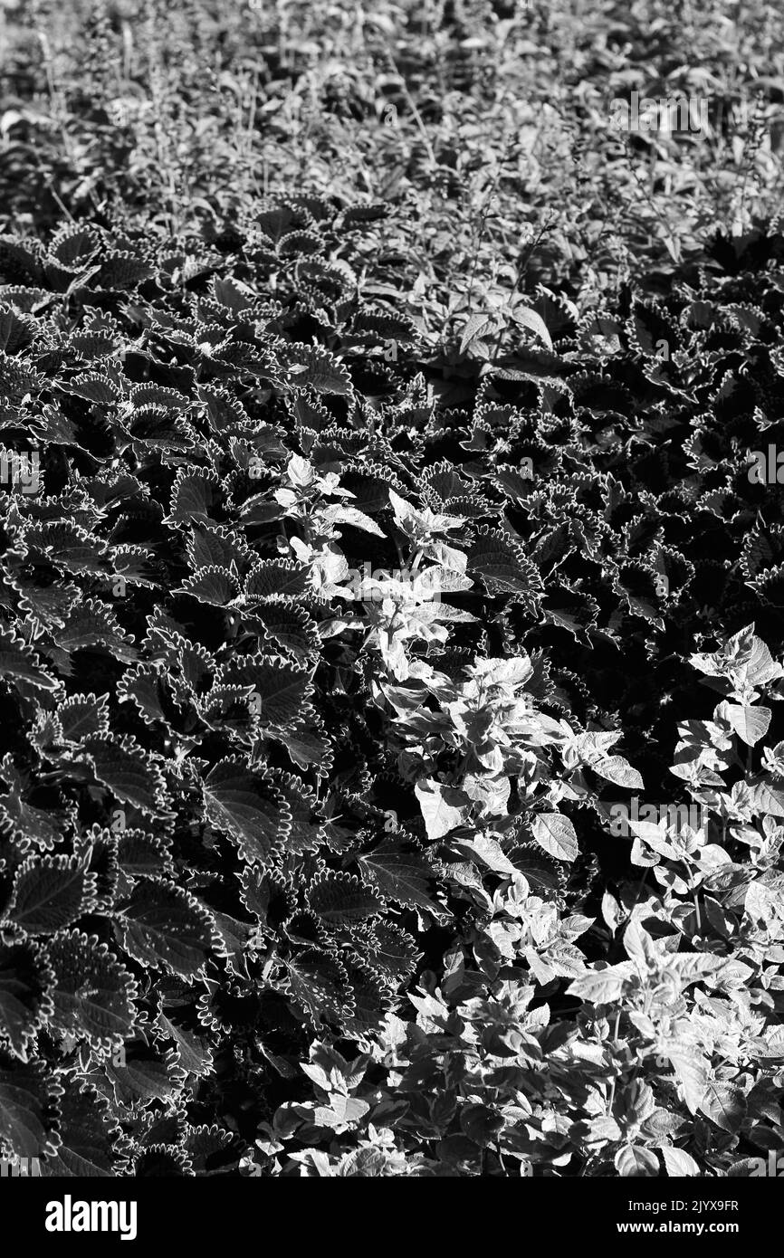 Delightful bush Black and White Stock Photos & Images - Alamy